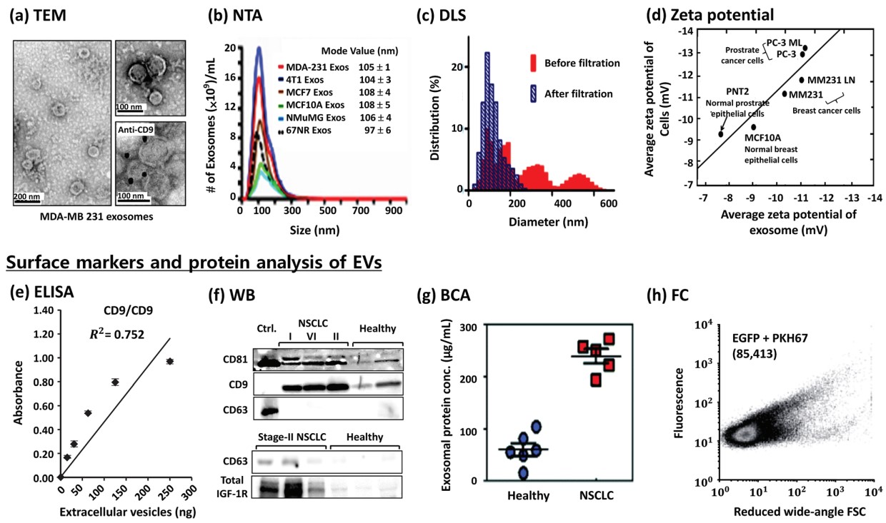 LDH Cytotoxicity Assay